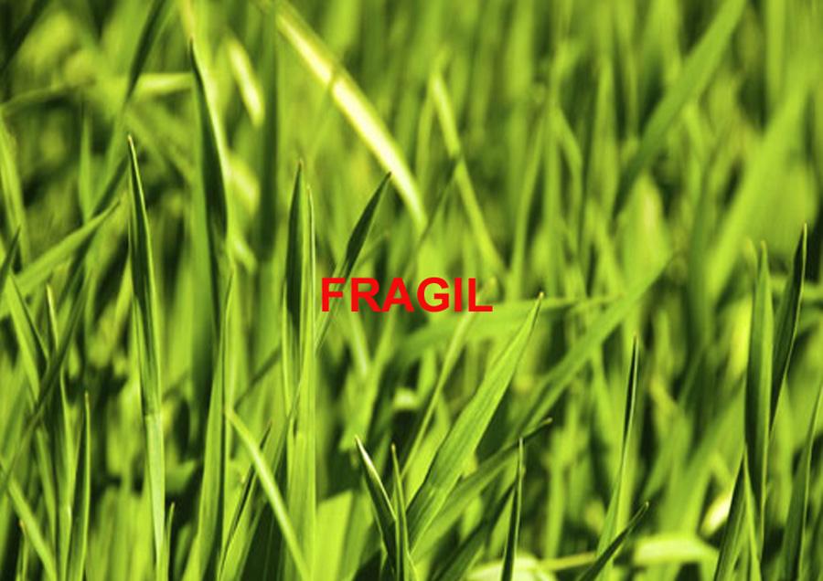2002-Fragile
